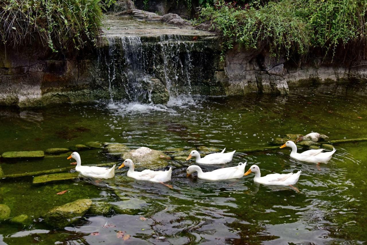 Prama Sanur Beach Bali Kültér fotó Ducks at the park
